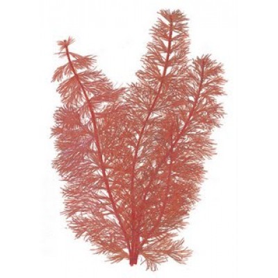 Перистолистник красный (Myriophyllum mattogrossense) Перистолистник красный (Myriophyllum mattogrossense)