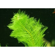 Перистолистник выщербленный (Myriophyllum scabratum)