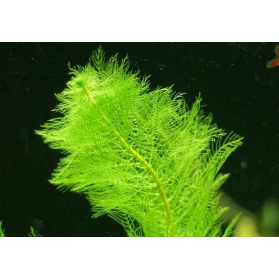 Перистолистник выщербленный (Myriophyllum scabratum) Перистолистник выщербленный (Myriophyllum scabratum)