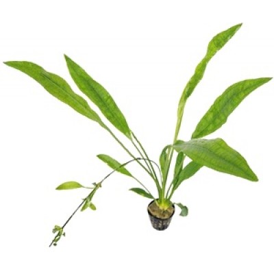 Эхинодорус амазонский (Echinodorus amazonicus) Эхинодорус амазонский (Echinodorus amazonicus)