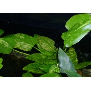 Эхинодорус Марбл Квин (Echinodorus Marble Queen)