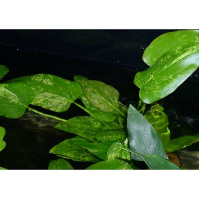 Эхинодорус Марбл Квин (Echinodorus Marble Queen) Эхинодорус Марбл Квин (Echinodorus Marble Queen)
