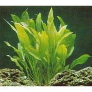 Эхинодорус Горемана (Echinodorus horemanii)