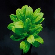 Эхинодорус