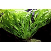 Эхинодорус Уругвайский (E.uruguayensis) Размер M