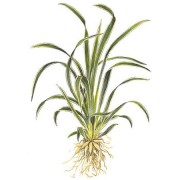 Хлорофитум (лат. Chlorophytum)