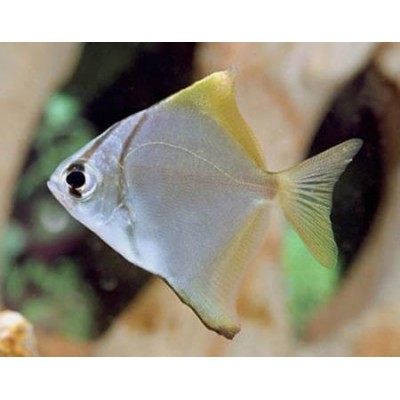 Монодактил (Monodactylus argenteus) Монодактил (Monodactylus argenteus)