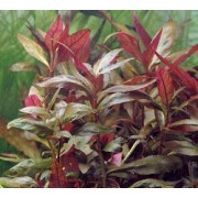 Альтернантера Лиловая (Alternanthera lilacina)