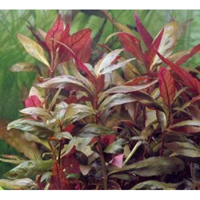 Альтернантера Лиловая (Alternanthera lilacina) Альтернантера Лиловая (Alternanthera lilacina)