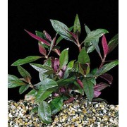 Альтернантера сидячая (Alternanthera sessilis)