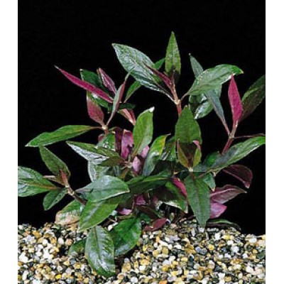 Альтернантера сидячая (Alternanthera sessilis) Альтернантера сидячая (Alternanthera sessilis)