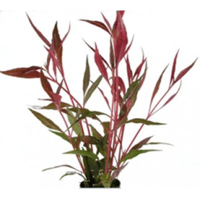 Альтернантера пурпурная (Alternanthera cardinalis) Альтернантера пурпурная (Alternanthera cardinalis)