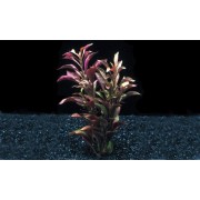 Альтернантера Ред-раунд (Alternanthera sp. "Red round")