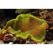 Stichodactyla haddoni (Актиния ковровая)