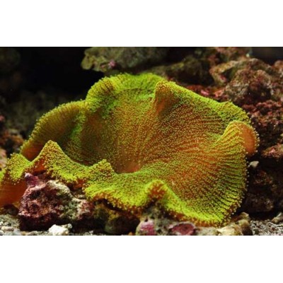 Stichodactyla haddoni (Актиния ковровая) Stichodactyla haddoni (Актиния ковровая)