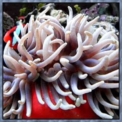 ArtUniq "ColorMix Samurai" 1 л, 1-2 мм (грунт декоративный) ArtUniq "ColorMix Samurai" 1 л, 1-2 мм (грунт декоративный)