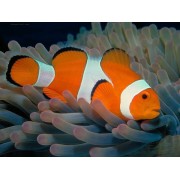 Клоун Оцеллярис М (Amphiprion ocellaris)