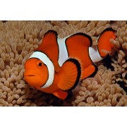Amphiprion percula (Клоун Перкула) M