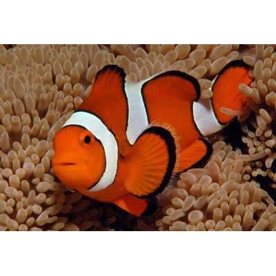 Amphiprion percula (Клоун Перкула) M Amphiprion percula (Клоун Перкула) M