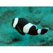 Amphiprion polymnus (Клоун крупнополосый, седлоспинный)