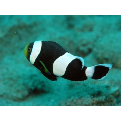 Amphiprion polymnus (Клоун крупнополосый, седлоспинный) Amphiprion polymnus (Клоун крупнополосый, седлоспинный)