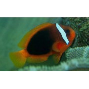 Amphiprion frenatus (Томатный клоун)