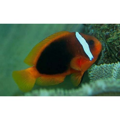 Amphiprion frenatus (Томатный клоун) Amphiprion frenatus (Томатный клоун)