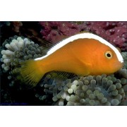 Amphiprion sandaracinos (Оранжевый клоун)