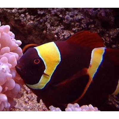 Премнас Белополосый (Premnas Biaculeatus) Премнас Белополосый (Premnas Biaculeatus)