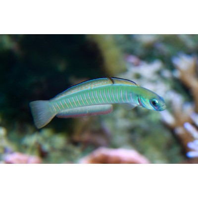 Ptereleotris zebra Ptereleotris zebra