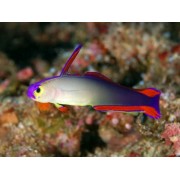 Бычок Пурпурный (Nemateleotris Decora)