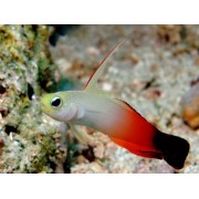 Бычок Огненный (Nemateleotris magnifica)