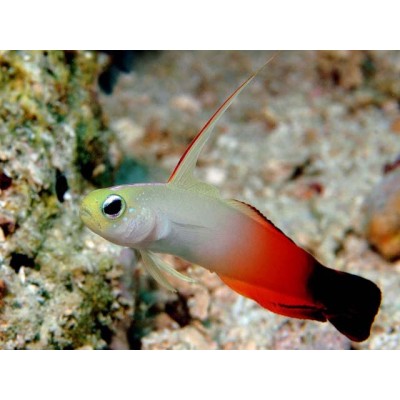 Бычок Огненный (Nemateleotris magnifica) Бычок Огненный (Nemateleotris magnifica)