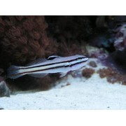 Бычок Двухполосый (Valenciennea Helsdingenii)