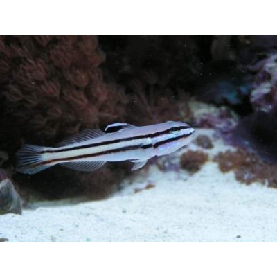Бычок Двухполосый (Valenciennea Helsdingenii) Бычок Двухполосый (Valenciennea Helsdingenii)