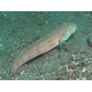 Valenciennea puellaris - Бычок красноточечный