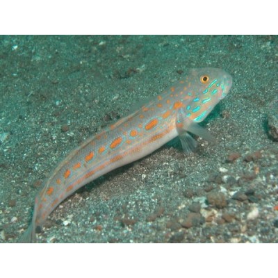 Valenciennea puellaris - Бычок красноточечный Valenciennea puellaris - Бычок красноточечный