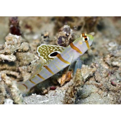 Amblyeleotris randalli Amblyeleotris randalli