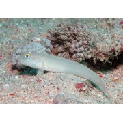 Бычок-Валансьенн Шеститочечный (Valenciennea Sexguttata)