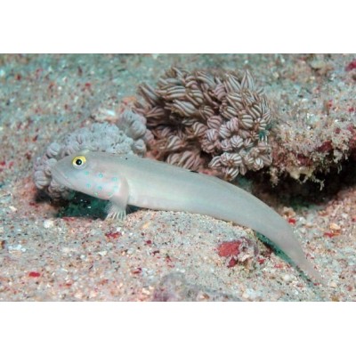 Бычок-Валансьенн Шеститочечный (Valenciennea Sexguttata) Бычок-Валансьенн Шеститочечный (Valenciennea Sexguttata)