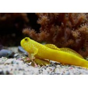 Жёлтый Креветочный Бычок (Cryptocentrus Cinctus)