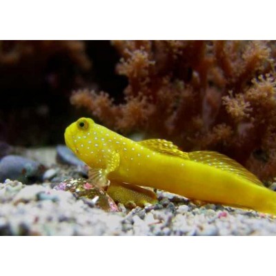 Жёлтый Креветочный Бычок (Cryptocentrus Cinctus) Жёлтый Креветочный Бычок (Cryptocentrus Cinctus)