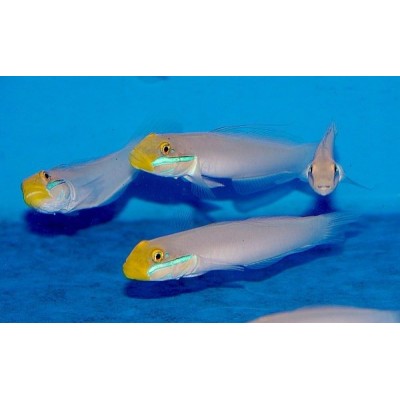 Бычок-Валансьенн Золотоголовый (Valenciennea Strigata) Бычок-Валансьенн Золотоголовый (Valenciennea Strigata)