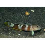 Бычок Варда (Valenciennea wardi)