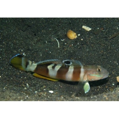 Бычок Варда (Valenciennea wardi) Бычок Варда (Valenciennea wardi)