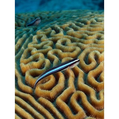 Gobiosoma oceanops - Гобиосома неоновая (Неоновый бычок) Gobiosoma oceanops - Гобиосома неоновая (Неоновый бычок)