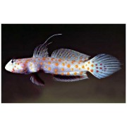 Amblyeleotris guttata