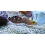Амблигобиус Рейнфорда (Amblygobius rainfordi)