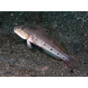 Valenciennea longipinnis - полосатый морской бычок