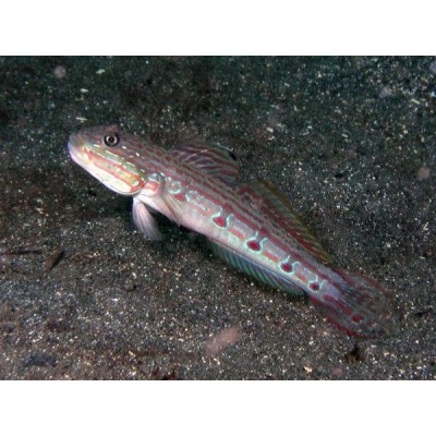 Valenciennea longipinnis - полосатый морской бычок Valenciennea longipinnis - полосатый морской бычок